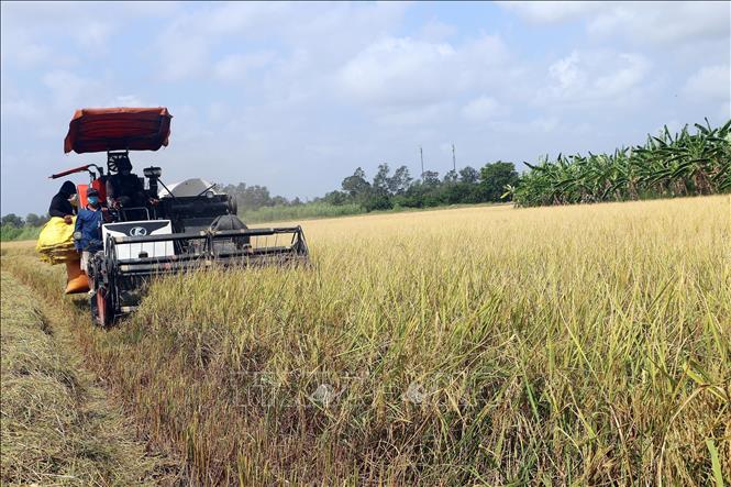  Máy gặt đập liên hợp thu hoạch lúa trên cánh đồng lúa ST24 tại thị xã Ngã Năm, tỉnh Sóc Trăng. Ảnh Tuấn Phi - TTXVN